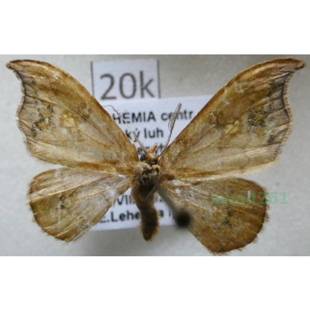 Sabra harpagula (Esper, 1786) male Wycinka puginałówka Czech20k